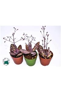 EGZOTİKBAHÇE Kalanchoe Humilis Sukulent - Leopar Sukulent