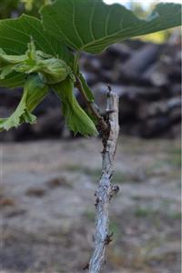 ŞANGULOĞLU ® Tek Ağaç Sistemi Aşılı Fındık Fidanı Corylus Colurna Tüplü Verime Hazır