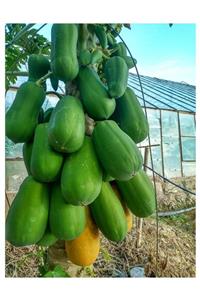 Becos Yeşil Papaya 1 Kg Aydıncık Mersin