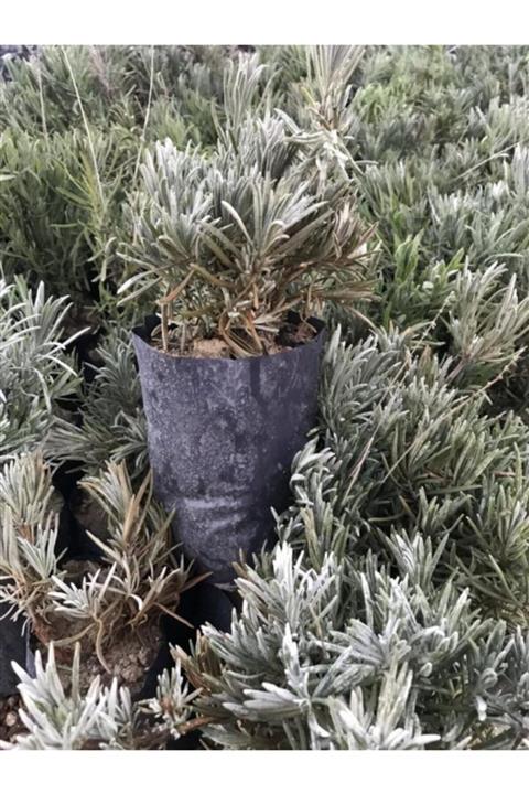 acar kardeşler Lavanta Fidesi