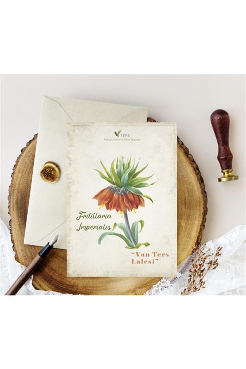 Kartpostal Kutusu 5'li Kartpostal - Van Ters Lalesi