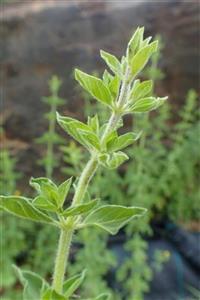 Karaca Tıbbi Bitkiler Istanbul Kekiği (Origanum Vulgare Ssp. Hirtum)