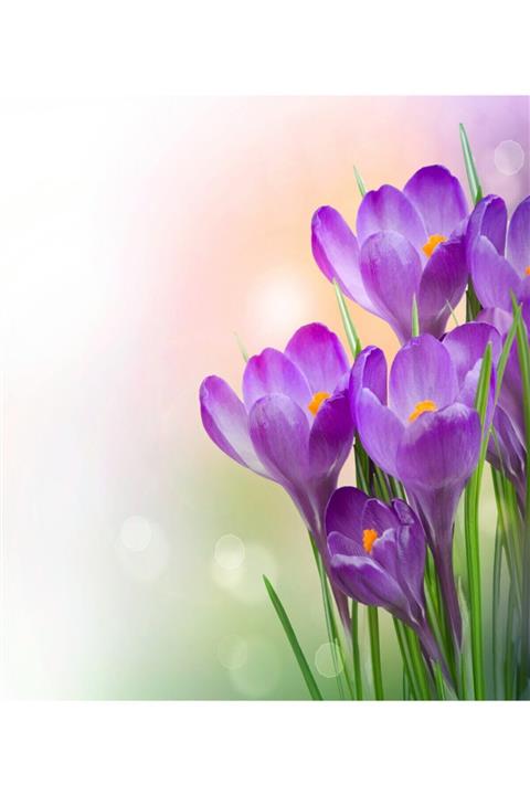 HabuHobi 35x50 Sayılarla Boyama Seti Fırça  %100 Pamuk Tuval Şeklinde Çerçeveli