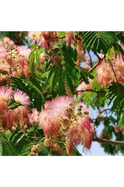 Bilgarden Tüplü Albizzia Julibrissin Gülibrişim Ipek Ağacı Fidanı (150-250 Cm)