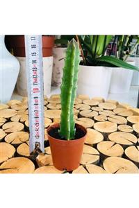 Özen Çiçekçilik Stapelia Gigantea Cactus Büyük Koyu Mor Çiçek Açan Kaktüs Bitkisi