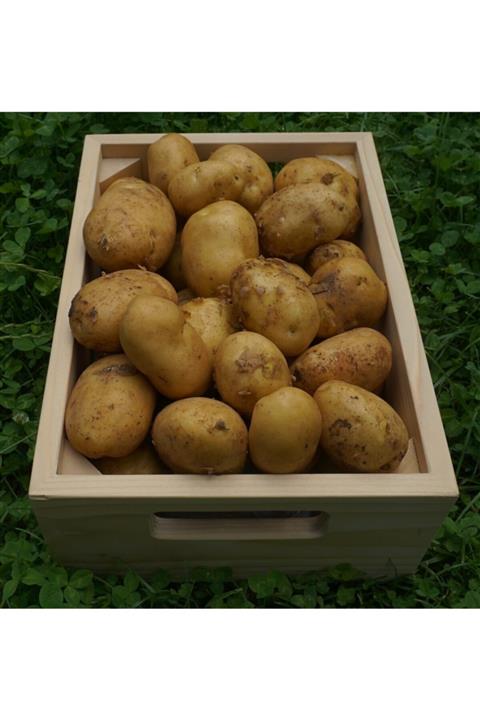 Akyel Gıda Meşhur Afyon Agira Patates (kışlık) 40kg