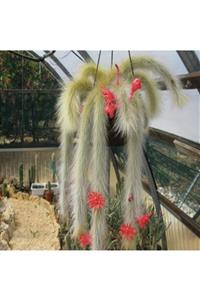 TTNS Monkey Tail Cactus Kaktüs Tohumu