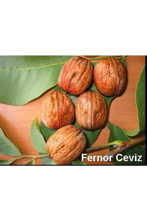 YAYLA TARIM 2 Adet Ceviz Fidanı ( Fernor ) Soğuk Iklim 2 Yaşında 120 Cm Tüplü 12 Ay Dikim..