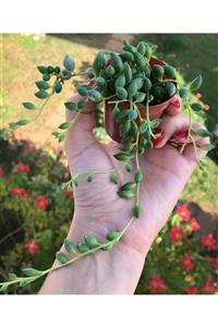 Sukulent Çeşitleri Senecio - Tesbih Çiçeği