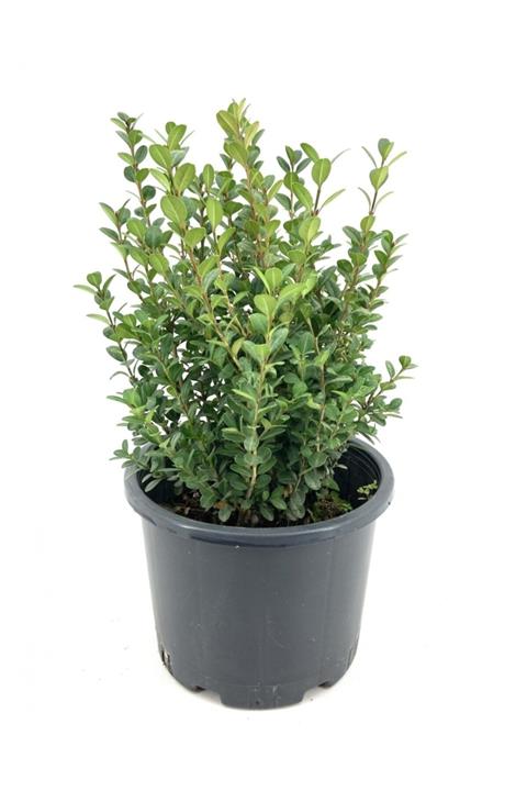 My Botanik Şimşir 40-50 Cm-20'li