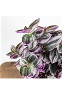 Tutku's Design Telgraf Çiçeği Tradescantia Nanouk