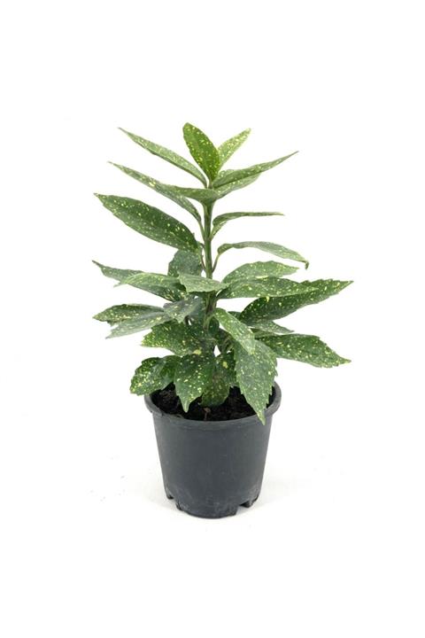 My Botanik Akuba (japon Defnesi) 30-35 Cm-20'li