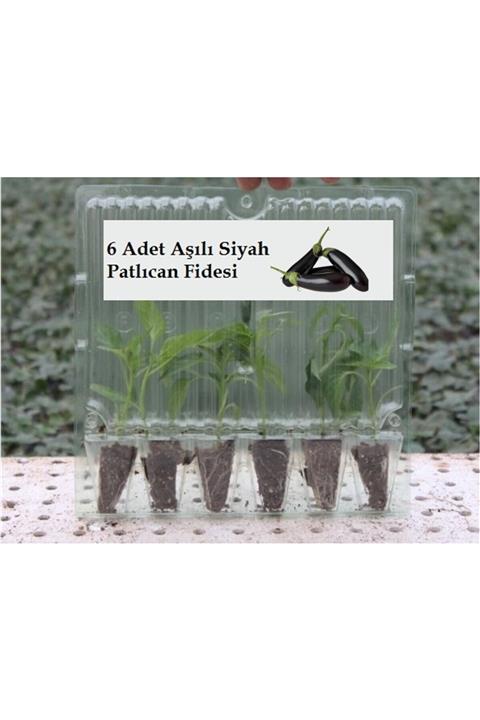 Fide Sepeti Aşılı Patlıcan Fidesi (siyah) (6lı Ambalaj)