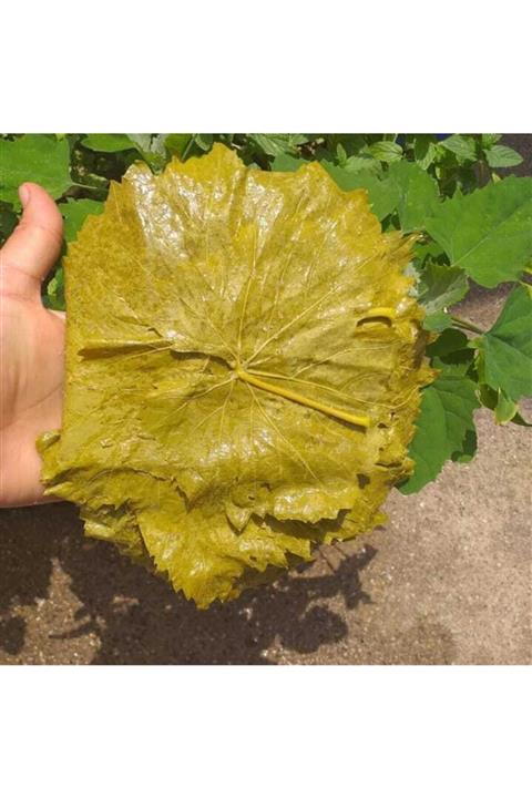 Salamura Yaprakcım Tokat Asma Yaprağı