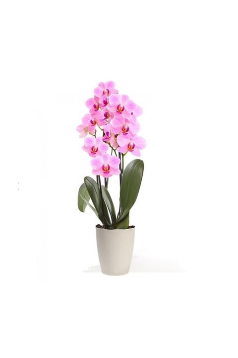 Tohum Dünyam Pembe Orkide Tohumu 5 Adet Tohum Phalaenopsis Çiçek Tohumu
