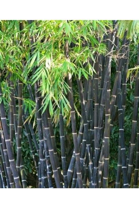 FarmLife Tohum Siyah Bambu Tohumu