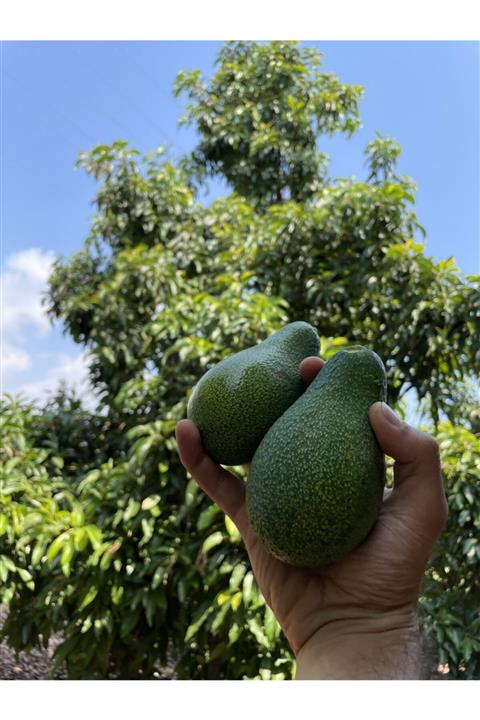 Maya Tropikal 10 Adet Taze Avokado 225-250 Gr Arası