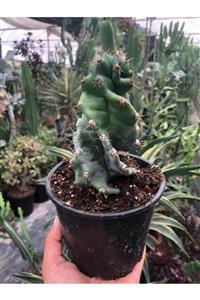 ünal kaktüs Cereus Forbesii Spiralis 14 cm Saksıda Kaktüs