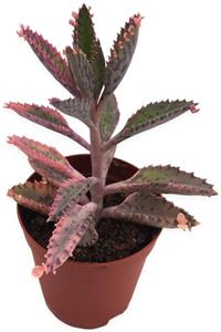 LEVANT Aşkın Göz Yaşları Pembe Tür Kalanchoe 5,5 cm Saksıda