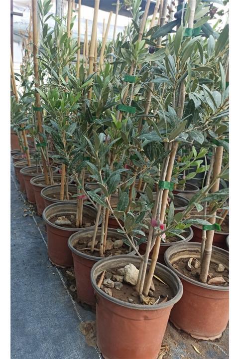 UZAY BAHÇESİ Arbequina Bodur Zeytin Fidanı 25 - 50 Cm