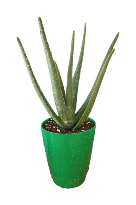 Deneme Zamanı Aloevera Bitkisi 15-25 cm Doğal Krem Şifalı Bitki Sarısabır