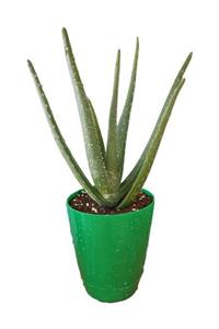 Deneme Zamanı Aloevera Bitkisi 15-25 cm Doğal Krem Şifalı Bitki Sarısabır