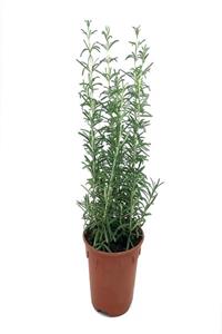 ENDER PEYZAJ Biberiye Bitkisi( Rosmarinus Officinalis)-Saksıda 30-40 cm.