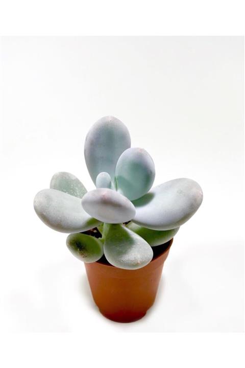 ünal kaktüs Pachyphytum Oviferum Sukulent