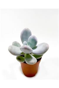 ünal kaktüs Pachyphytum Oviferum Sukulent