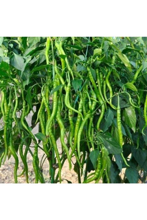 FarmLife Tohum 1000 Adet Yediveren Tatlı Kıl Biber Tohumu