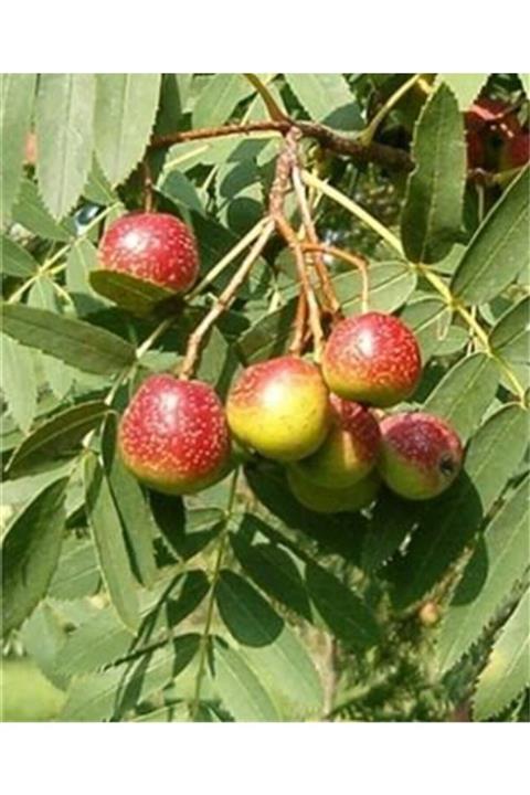 Önderler Üvez (hövez) Fidanı Tüplü