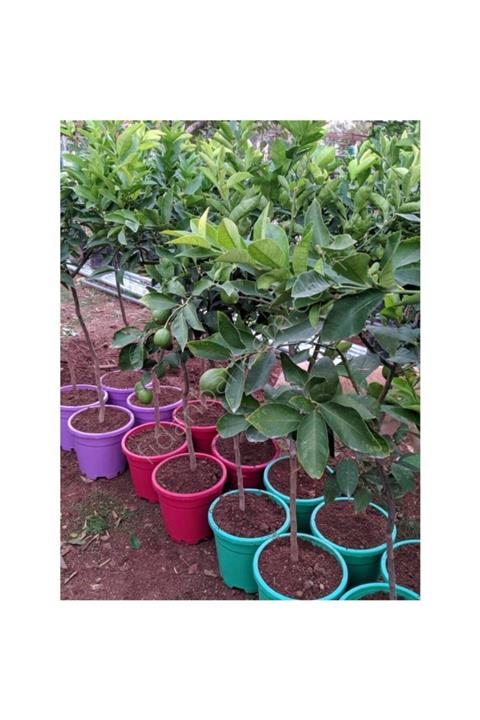 fidanbahcem 5 Yaş Saksılı Limon Ağacı