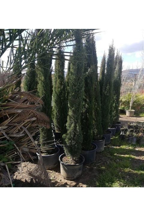 ALİBOTANİK Kalem Sütun Servi 200 cm Cupressus