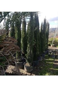 ALİBOTANİK Kalem Sütun Servi 200 cm Cupressus