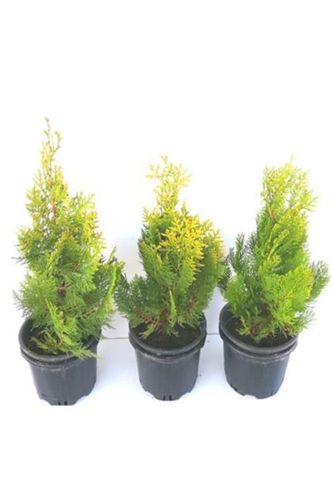 ALİBOTANİK Altuni Top Mazı 3 Adet 35 Cm