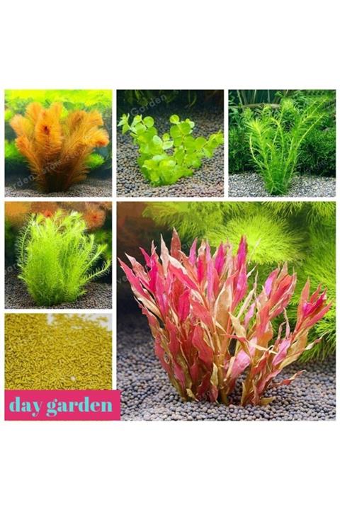 Akvaryum 300 Adet 6 Farklı Süs Bitkisi Tohumu