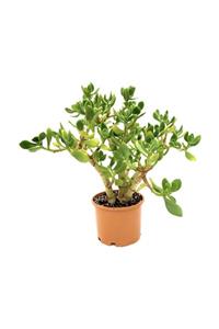 Arts Gardens Crassula Ovata 10 yaşında , Şans ve bereket bitkisi  40-55 Cm