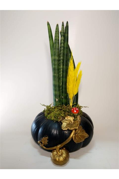 EYLÜL SUKULENT Canlı Sanseveria Tasarım Dekoratif Saksıda