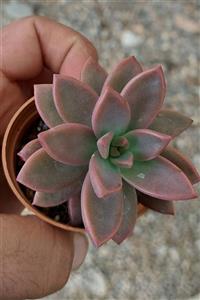 ÇİÇEKFLİX Graptopetalum Paraguayense Pembe Görünumlü Sukulent Kaktüs 5.5cm