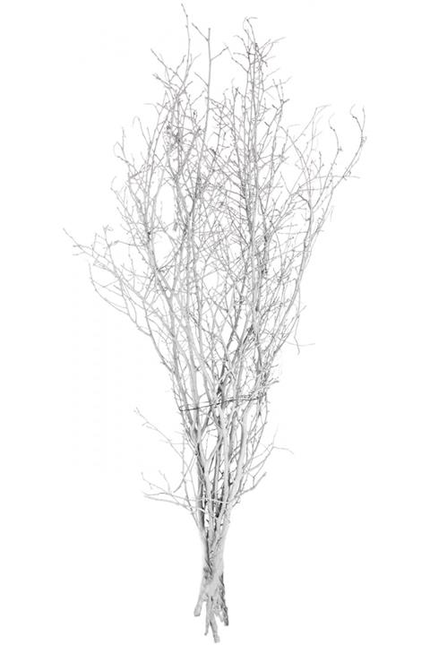 Euro Flora Kuru Bitki Gürgen Dalı Kçk. 100 cm Beyaz