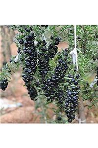 YAYLA TARIM 12 Adet Goji Berry Fidanı ( Siyah ) Tombul Meyve 9 Luk Saksıda Aşılı 12 Ay Dikim Yapılabilir