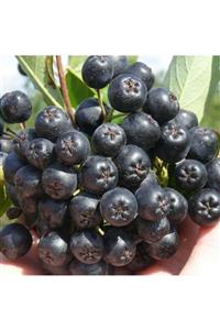 TohumBul Viking Siyah Aronya Siyah Aronia Chokeberry Fidanı 10-20 cm