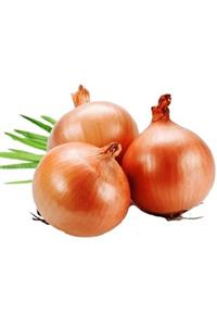 tazece Kuru Soğan 1 Kg