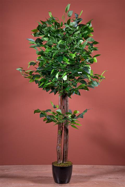YAPAY ÇİÇEKÇİNİZ 120 Cm Benjamin Ağacı