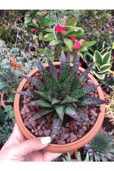ünal kaktüs Aloe Flow 18cm