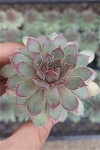 ÇİÇEKFLİX Sempervivum ( Sukulent ) 5.5 Cm 1.kalite