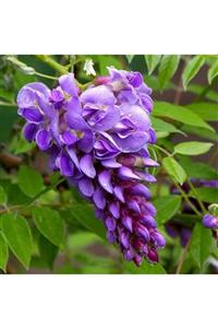 İdeaPazar Tüplü Wisteria Amethyst Falls Fuşya Renkli Mor Salkım Fidanı