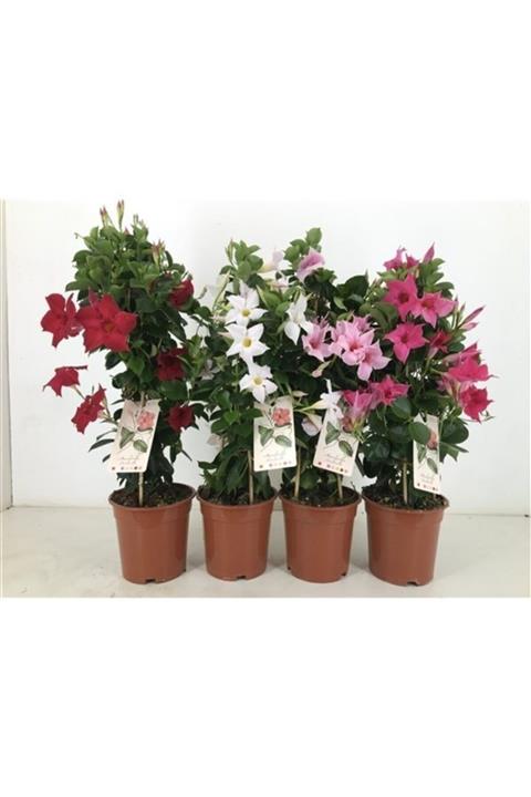 İdea Bahçe Tüplü Karışık Renkli Mandevilla Fidanı 20-40 Cm 20 Adet