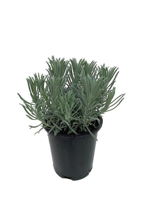 Mimoza Lavandula Intermedia Lavanta Fidanı, Saksıda