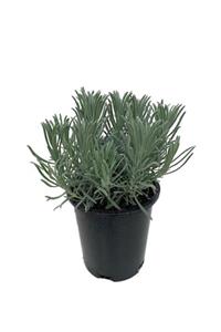 Mimoza Lavandula Intermedia Lavanta Fidanı, Saksıda